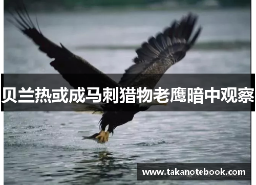 贝兰热或成马刺猎物老鹰暗中观察
